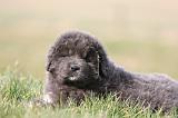 DOGUE DU TIBET 737